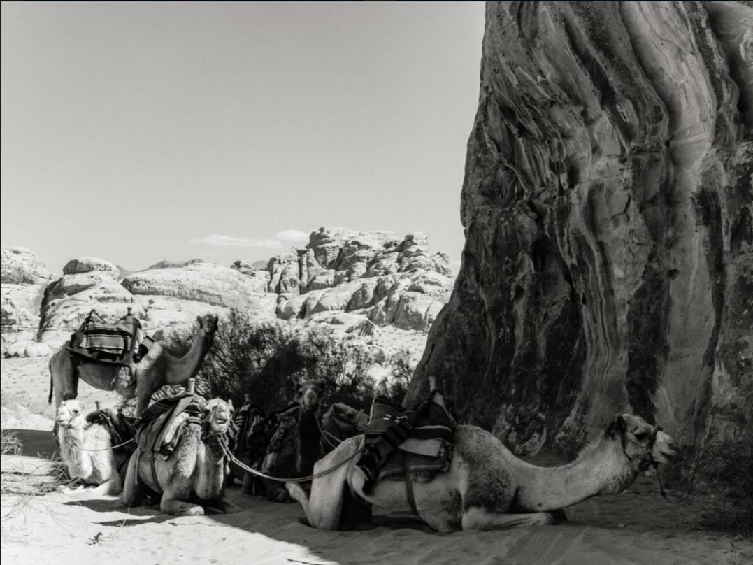 Wadi Rum Moon Camp Esterno foto